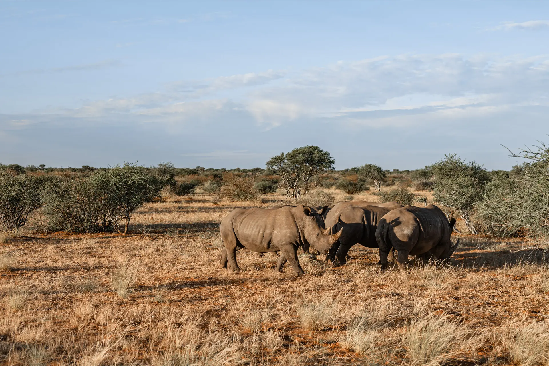 A group of white rhinos grazing on the savanna under a blue sky