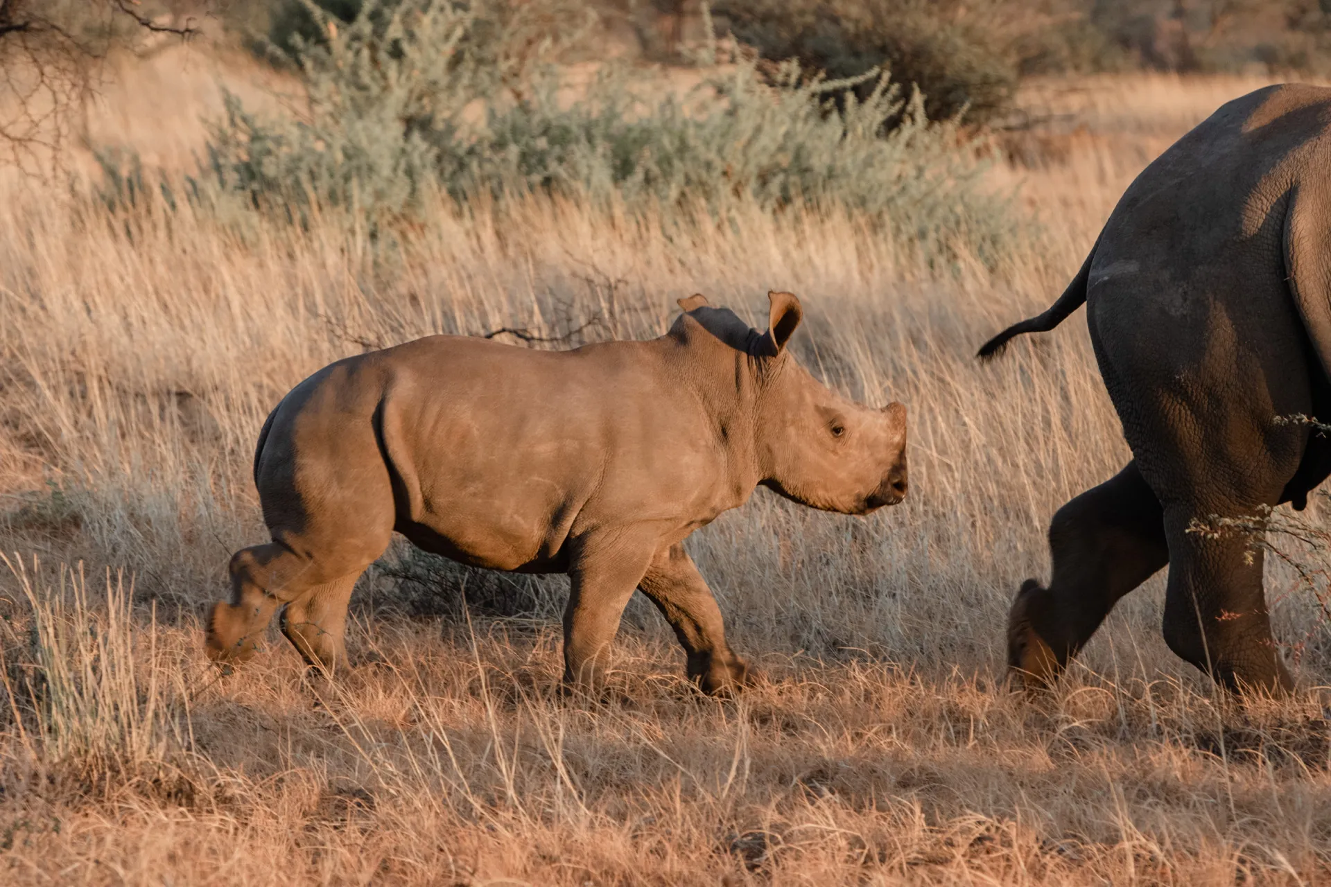 A young white rhino walking through dry grass, followed by an adult