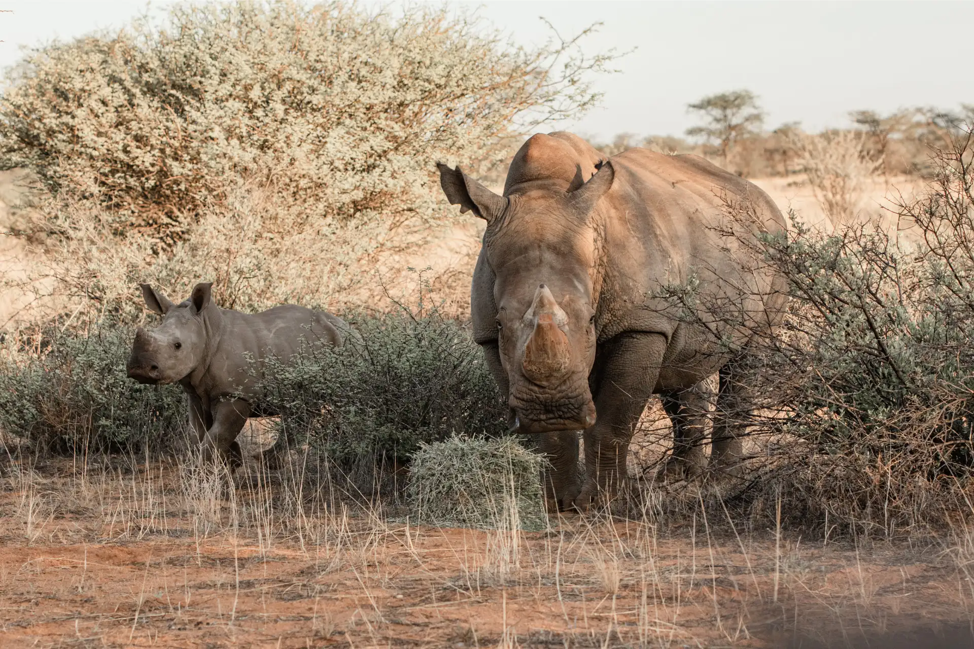 A white rhino and her calf among thorn bushes in the Namibian bush