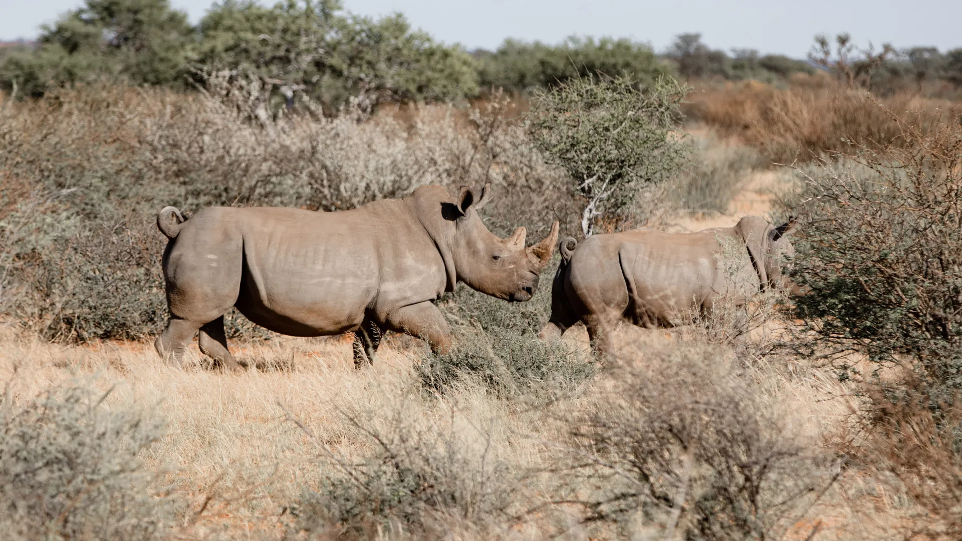 Two white rhinos walking through the bush