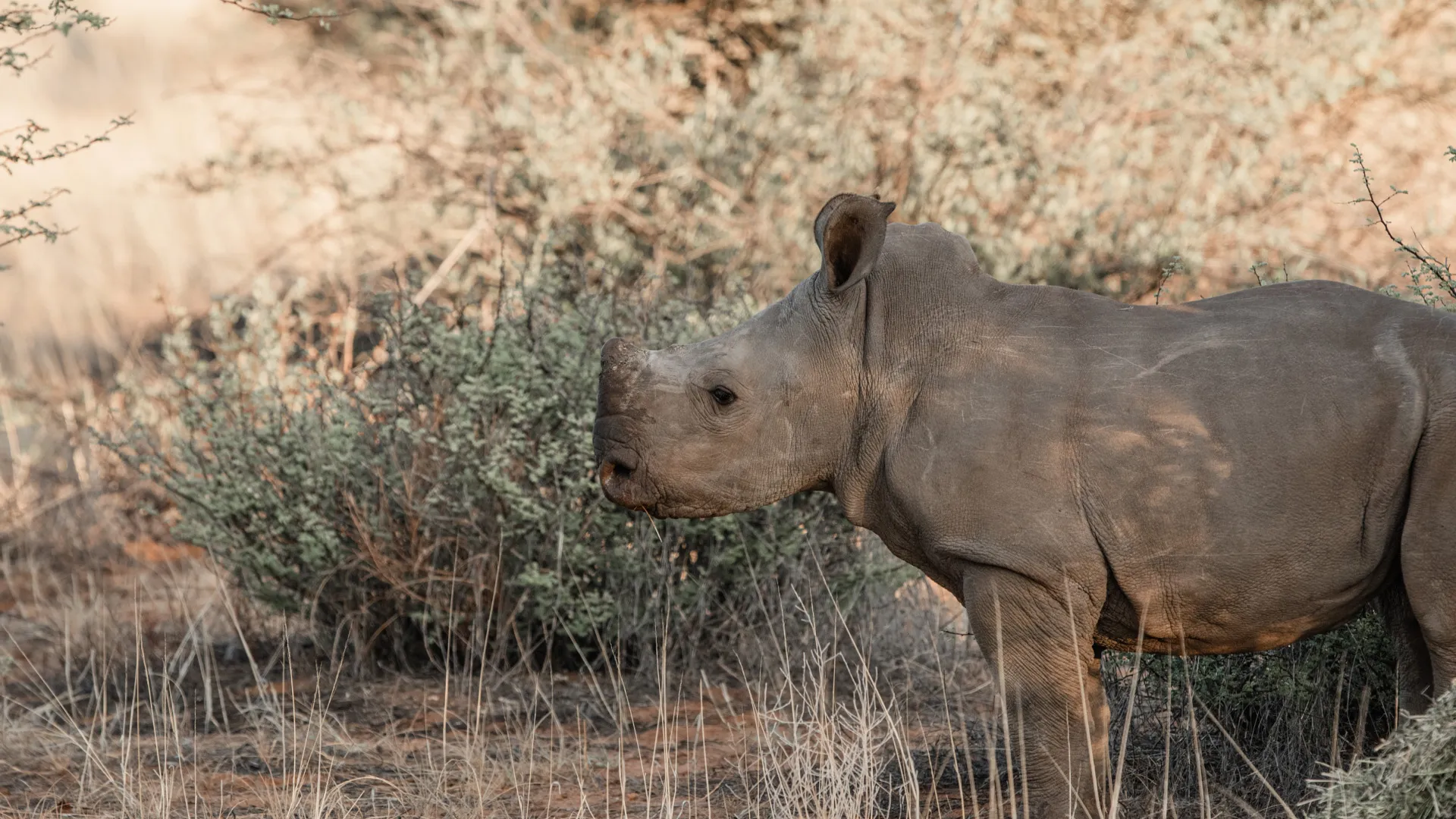 A young white rhino standing in profile in front of a bush