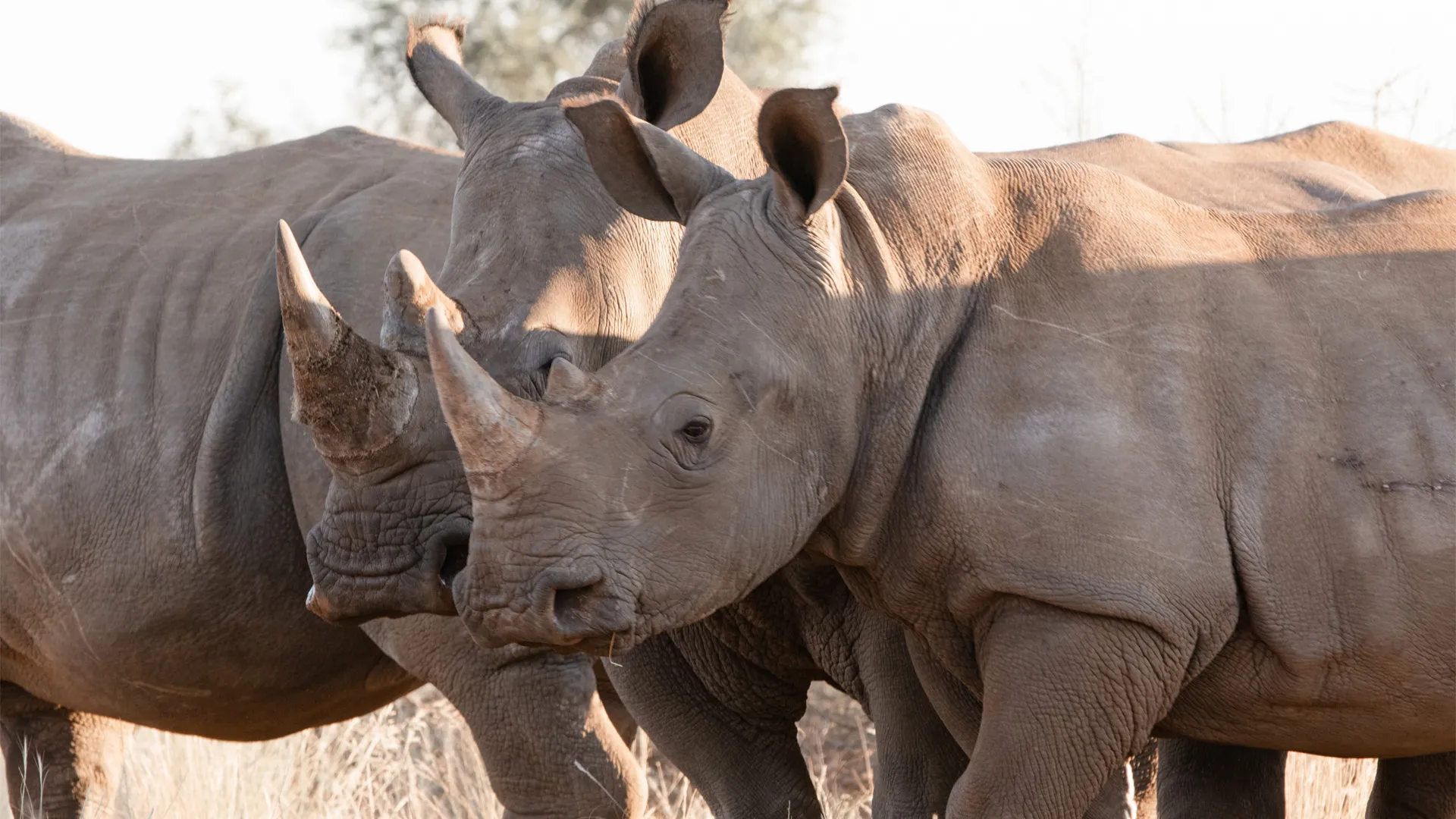 Two white rhinos standing close together in warm evening light