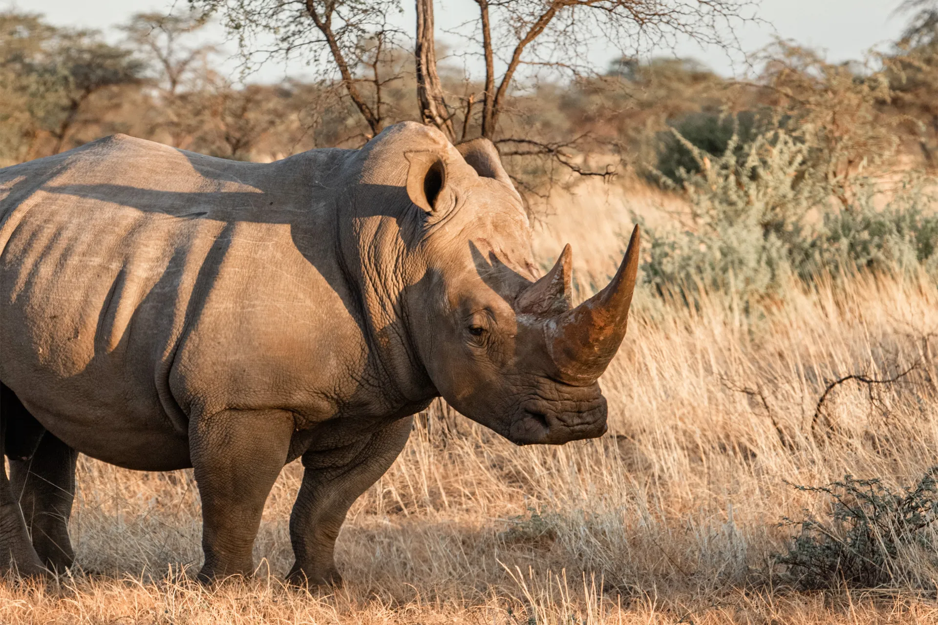 Rhino Sanctuary