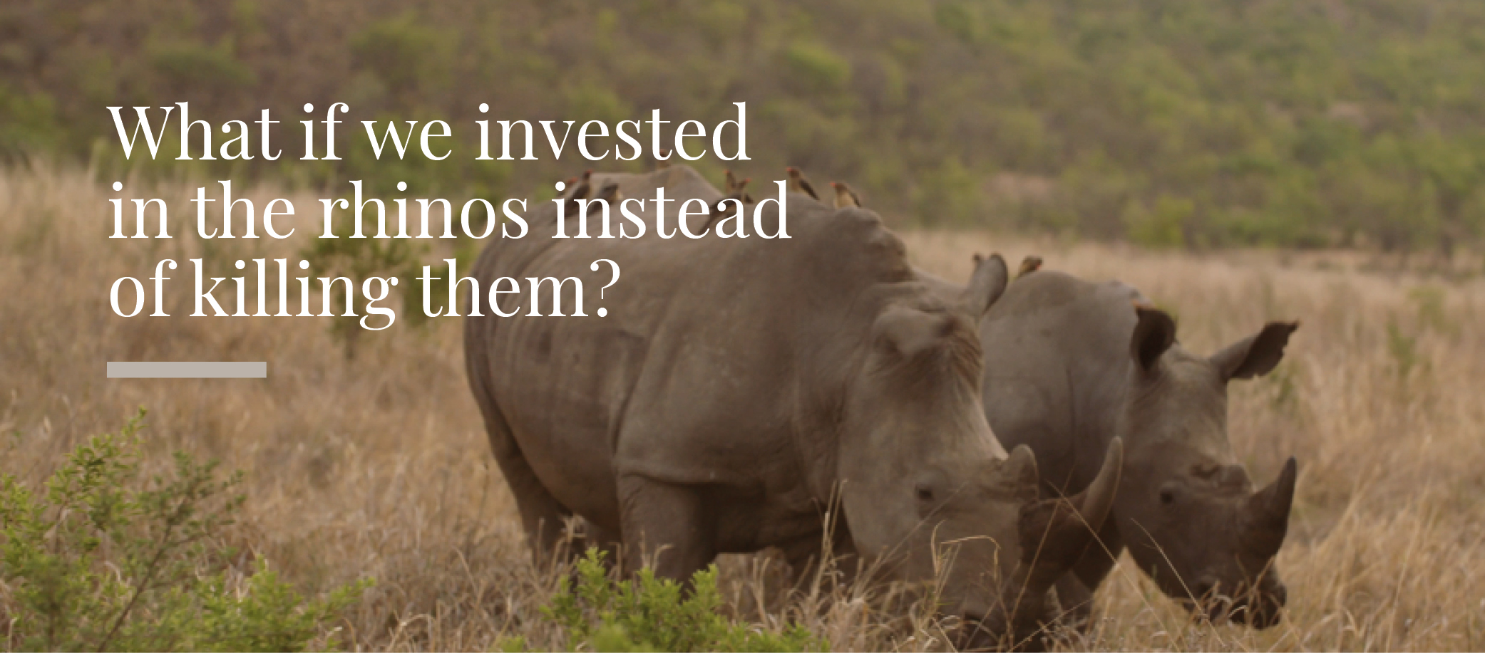 Partner with us and adopt a rhino: Make a meaningful impact in rhino conservation. Your investment helps ensure the survival of white rhinos. Find out how you can get involved with Rhino Sanctuary Namibia today.