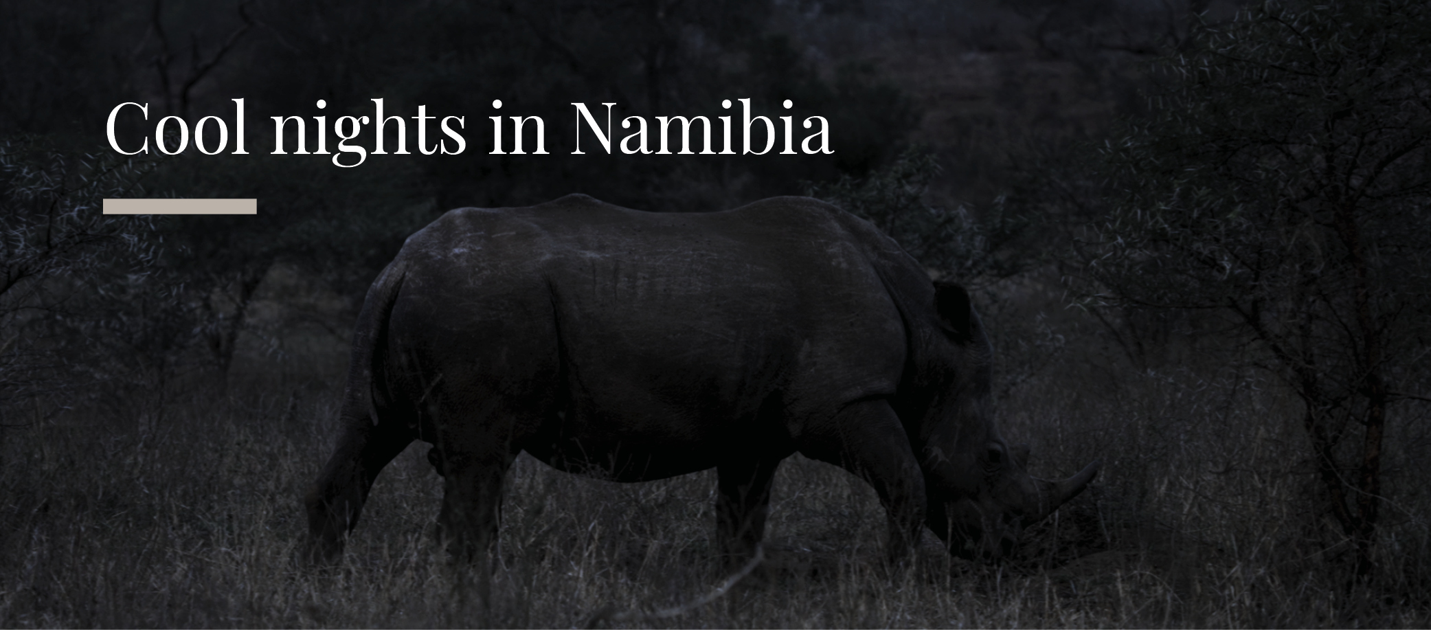 Experience the nighttime wonders of Rhino Sanctuary Namibia: Majestic rhinos roam and graze under the night sky, showcasing the sanctuary's serene beauty.