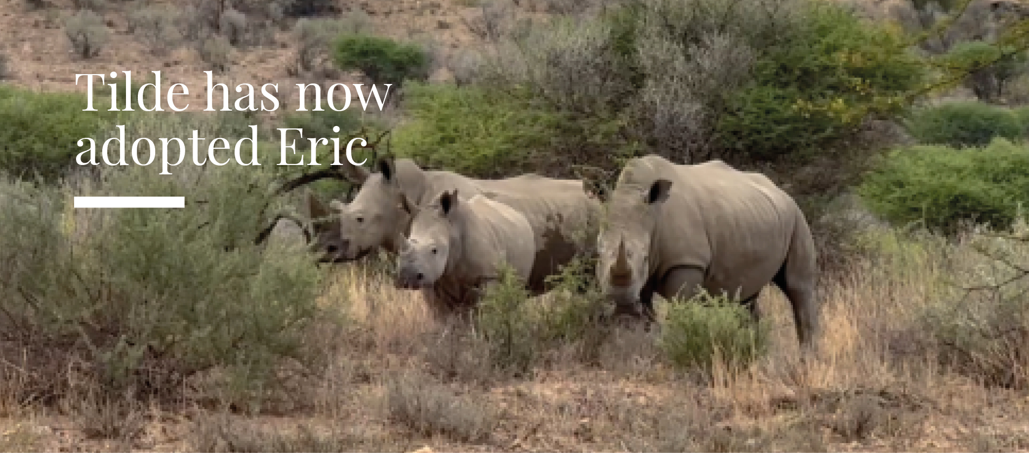 Tilde has adopted Eric, Beate's firstborn, into her rhino family alongside her own calf, Joanna.