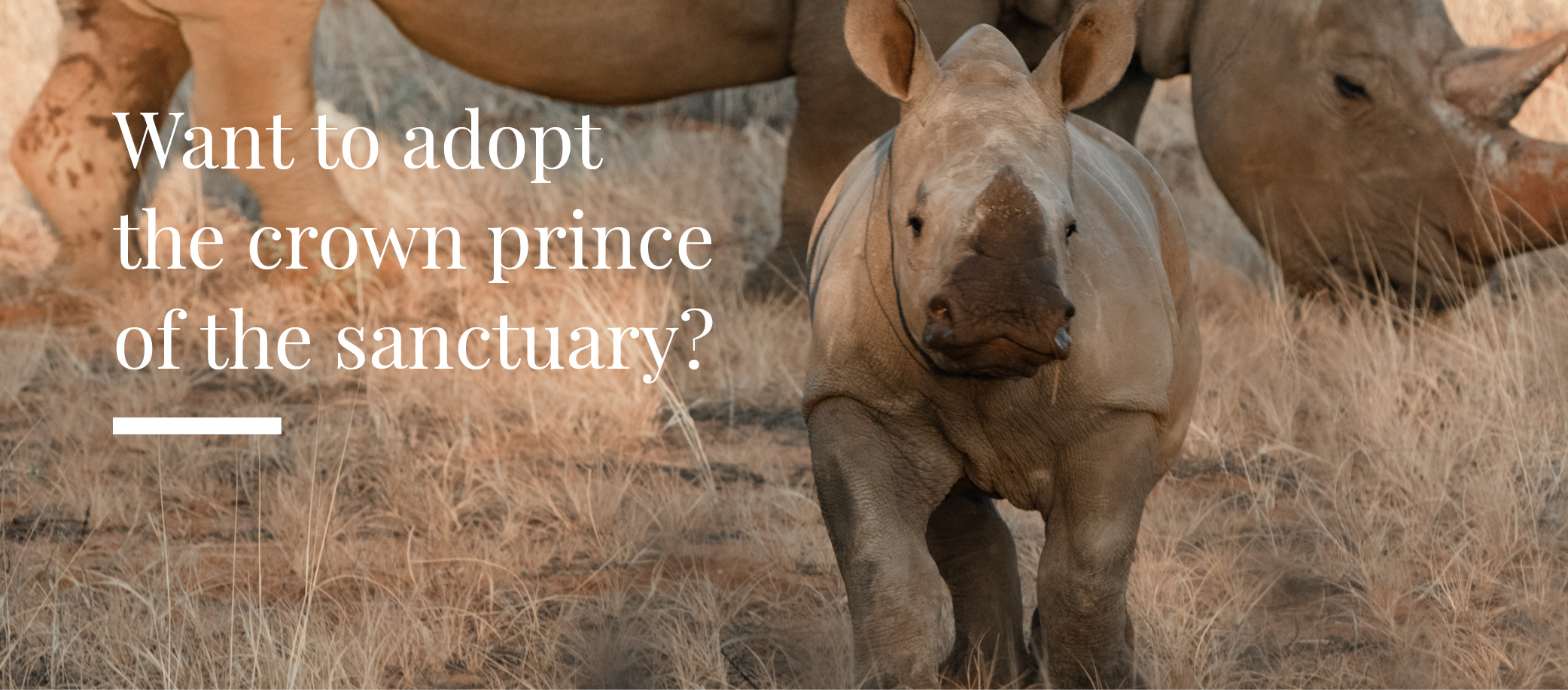 Otto, the rhino, is predicted to become the new crown prince of the reserve, offering the rare opportunity to adopt a male calf.
