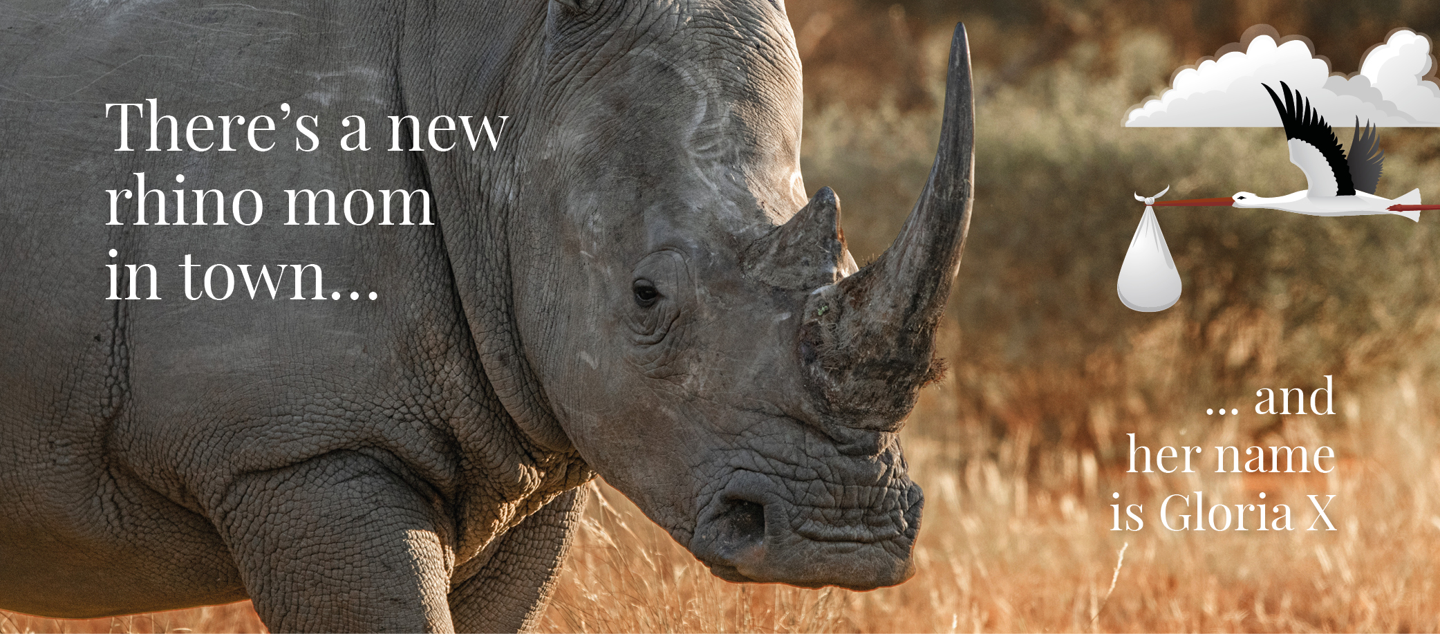 There's a new rhino mom in town, and her name is Gloria X.