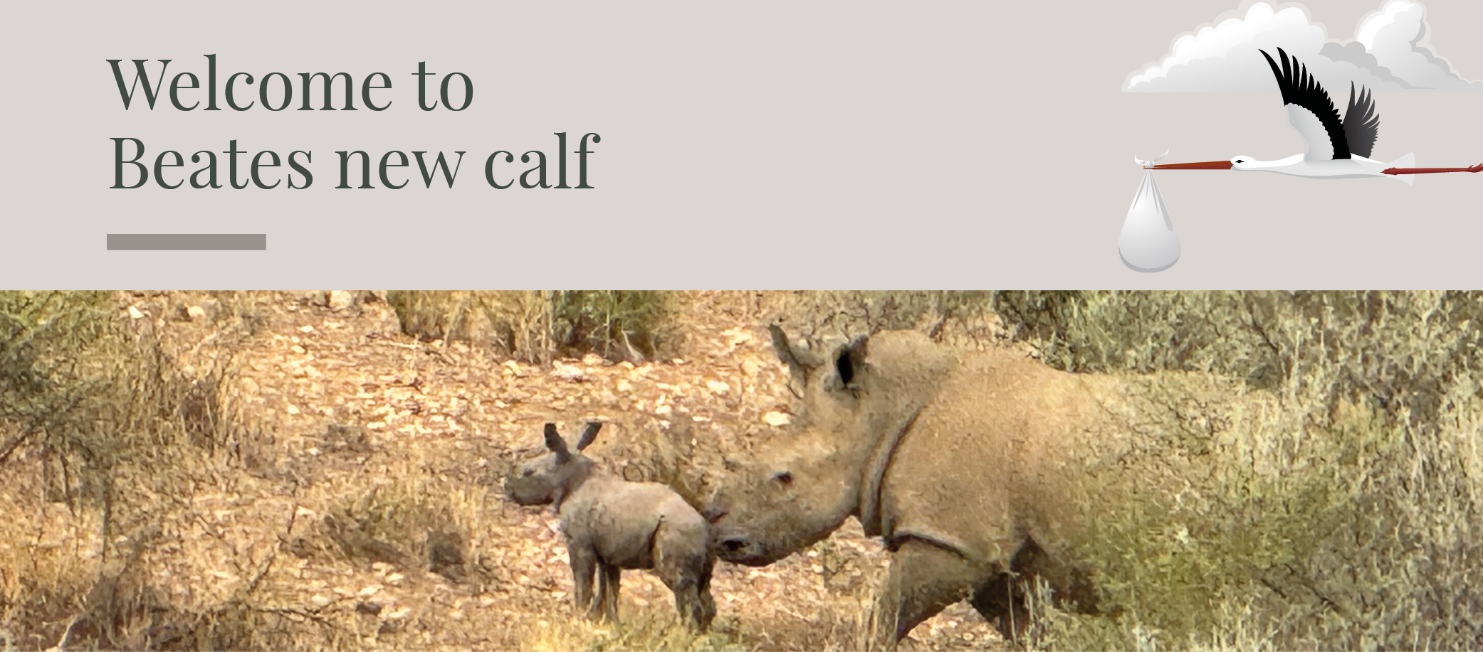 Welcome to Beate's new calf here at the rhino sanctuary in Namibia.