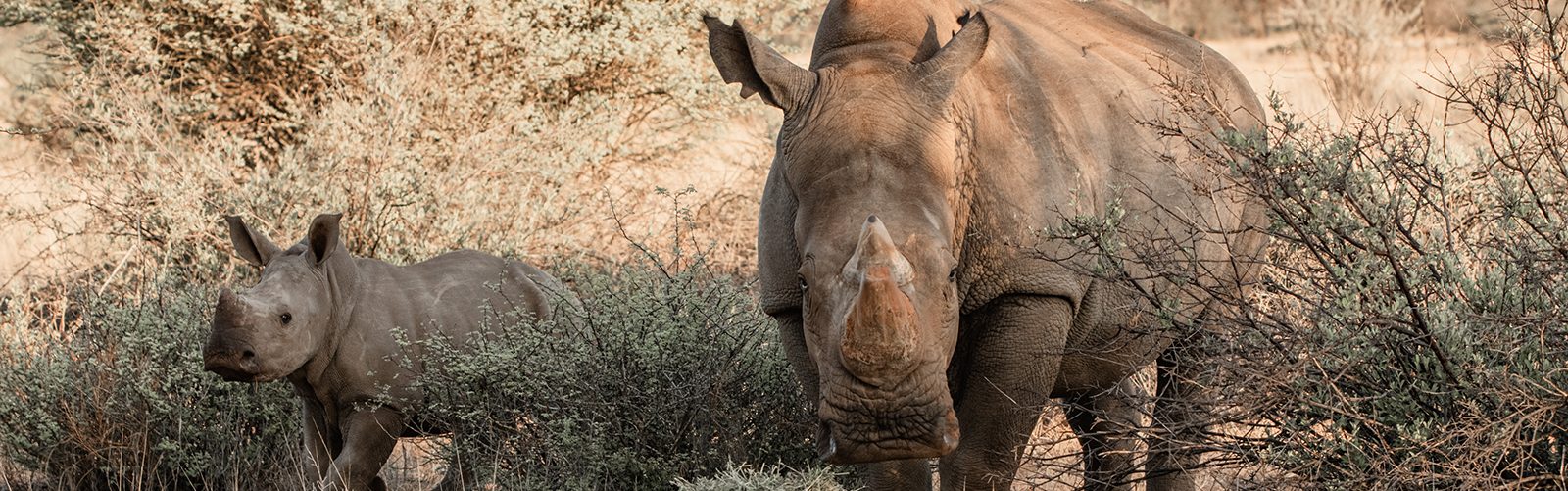 At the rhino sanctuary in Namibia, you can assist in saving the white rhinos.