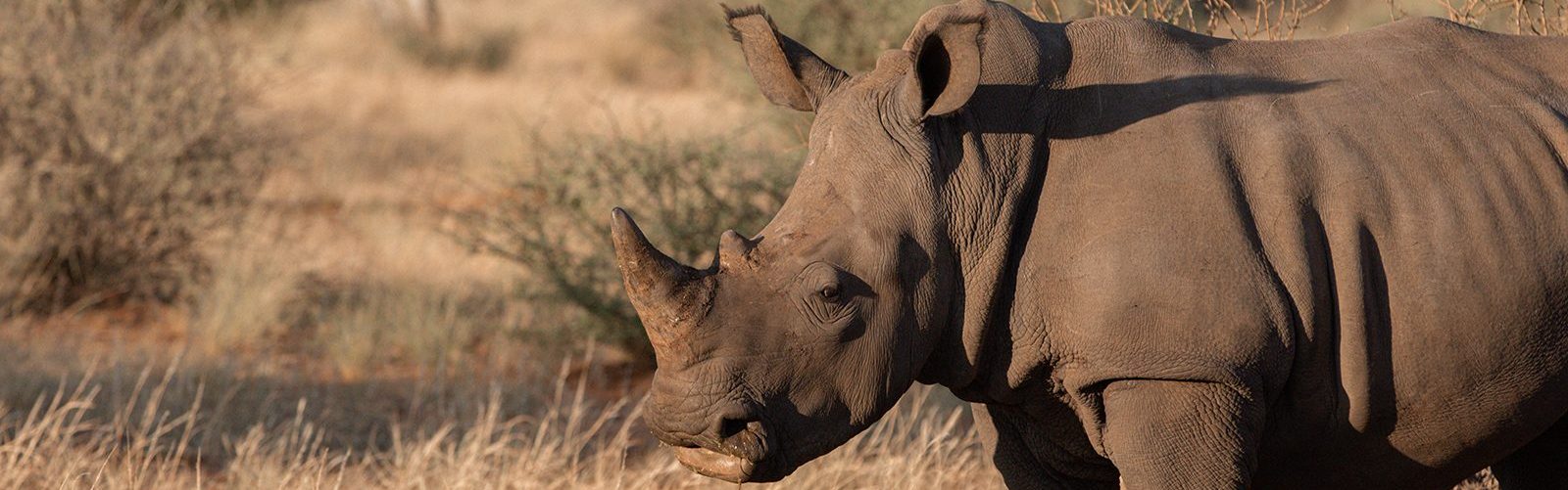 save the white rhinos