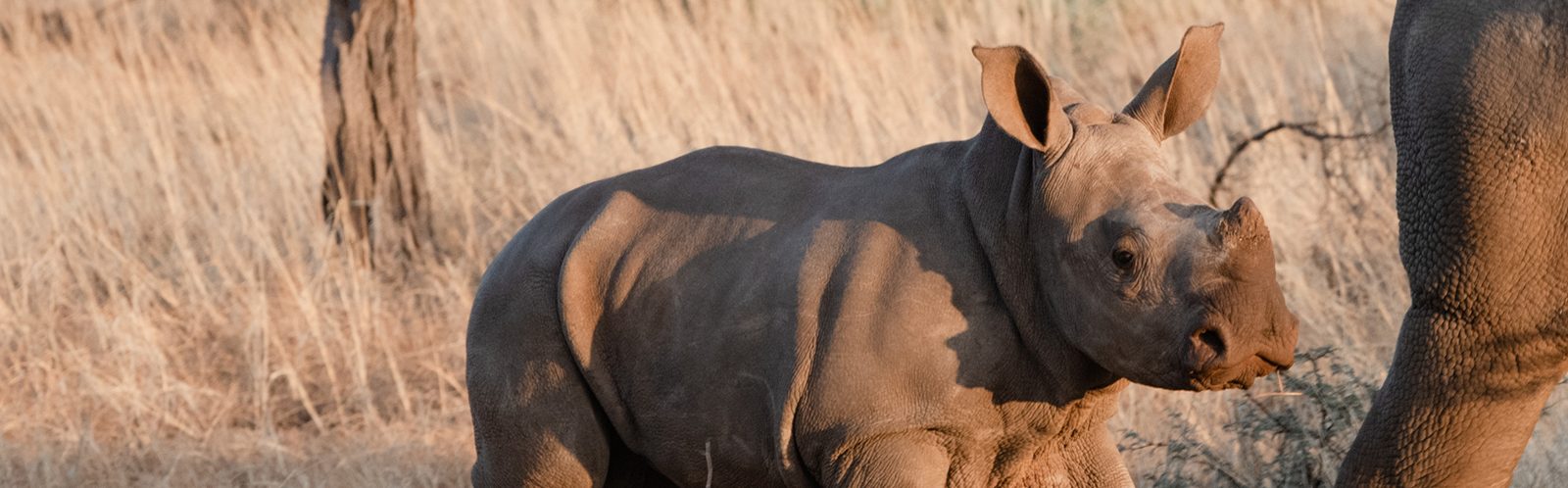 New baby calf at the rhino sanctuary Namibia.