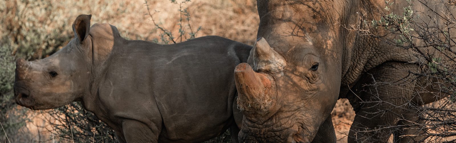 Mom rhino and her rhino calf at the rhino sanctuary.