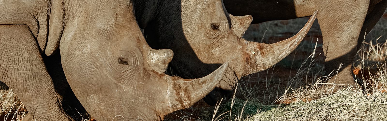 At the rhino sanctuary Namibia you can help saving the white rhinos.