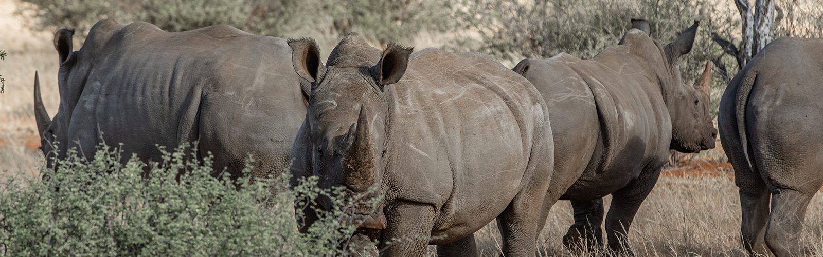 Save the rhinos become a partner at the rhino sanctuary Namibia.