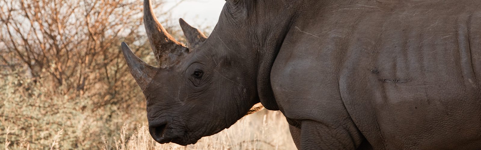 Become a partner at the rhino sanctuary Namibia