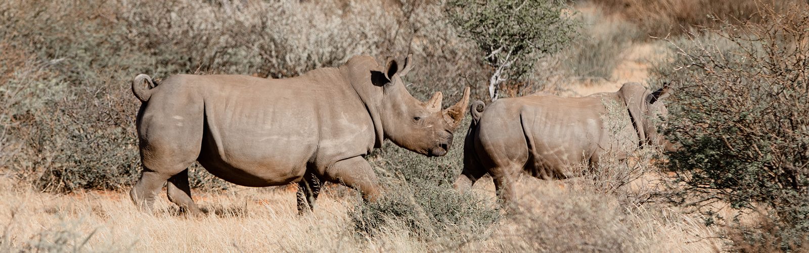 Saving the white rhinos