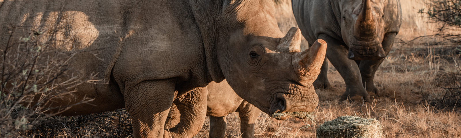 Preserving the white rhinos at Rhino Sanctuary Namibia: Together, we safeguard their future.
