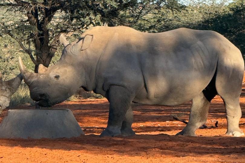 Kaisol – Rhino Sanctuary Namibia
