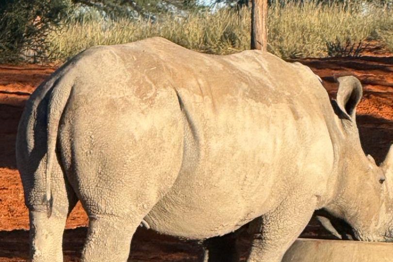 Kaisol – Rhino Sanctuary Namibia