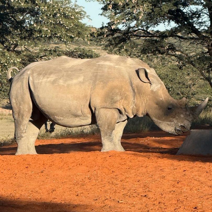 Kaisol – Rhino Sanctuary Namibia