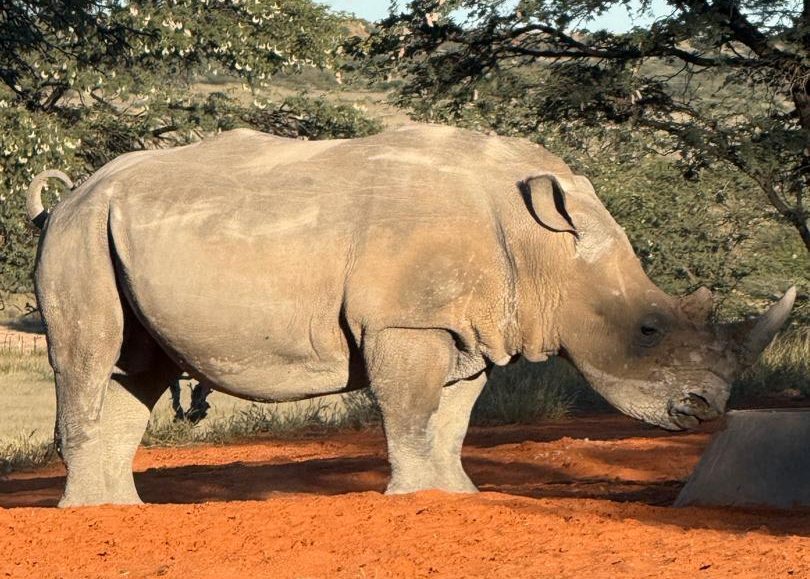 Kaisol – Rhino Sanctuary Namibia
